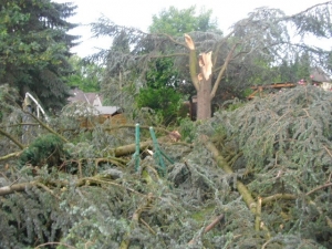 Baumsägearbeiten (1).JPG